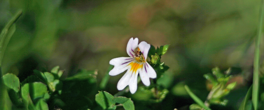 Nahaufnahme einer blühenden Pflanze, die für Augentrost-Extrakt verwendet wird, um die Augenpartie zu pflegen.