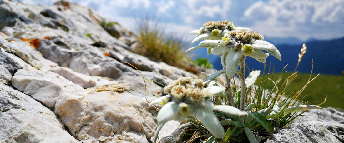 Edelweiß-Extrakt in der alpinen Natur, ein Symbol für maximalen Zellschutz und Kraft aus den Bergen.
