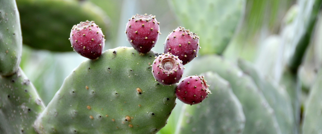 Kaktusfeigenkernöl – Frische Kaktusfeigen mit leuchtenden Farben auf einem Kaktus.
