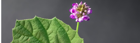 Nahaufnahme einer Bakuchiol-Blume mit grünem Blatt im Hintergrund.