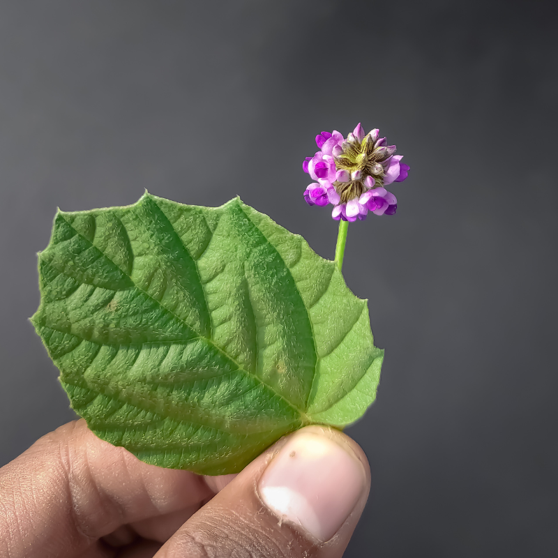 Bakuchiol – die sanfte, pflanzliche Alternative zu Retinol