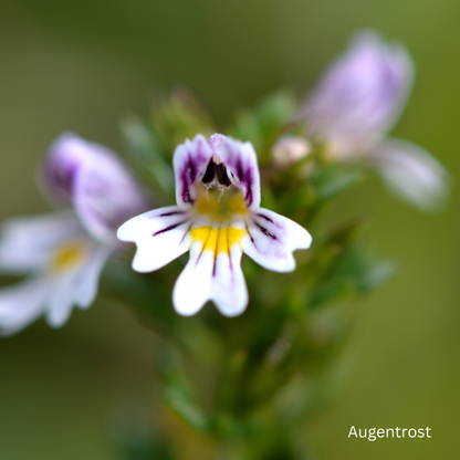 Augencreme gegen Trockenheitsfältchen & Müdigkeit - THE GLOW Eye Cream