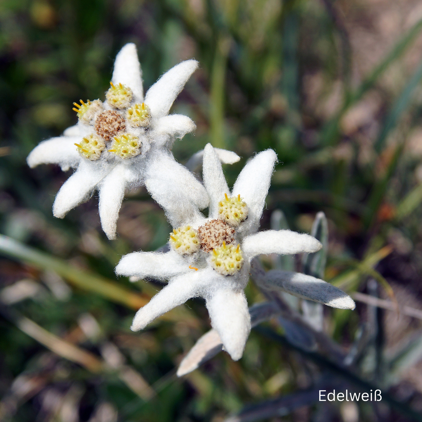 Augencreme gegen Trockenheitsfältchen & Müdigkeit - THE GLOW Eye Cream