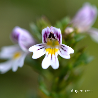 Nahaufnahme einer Augentrost-Blüte mit weißen und lila Blütenblättern