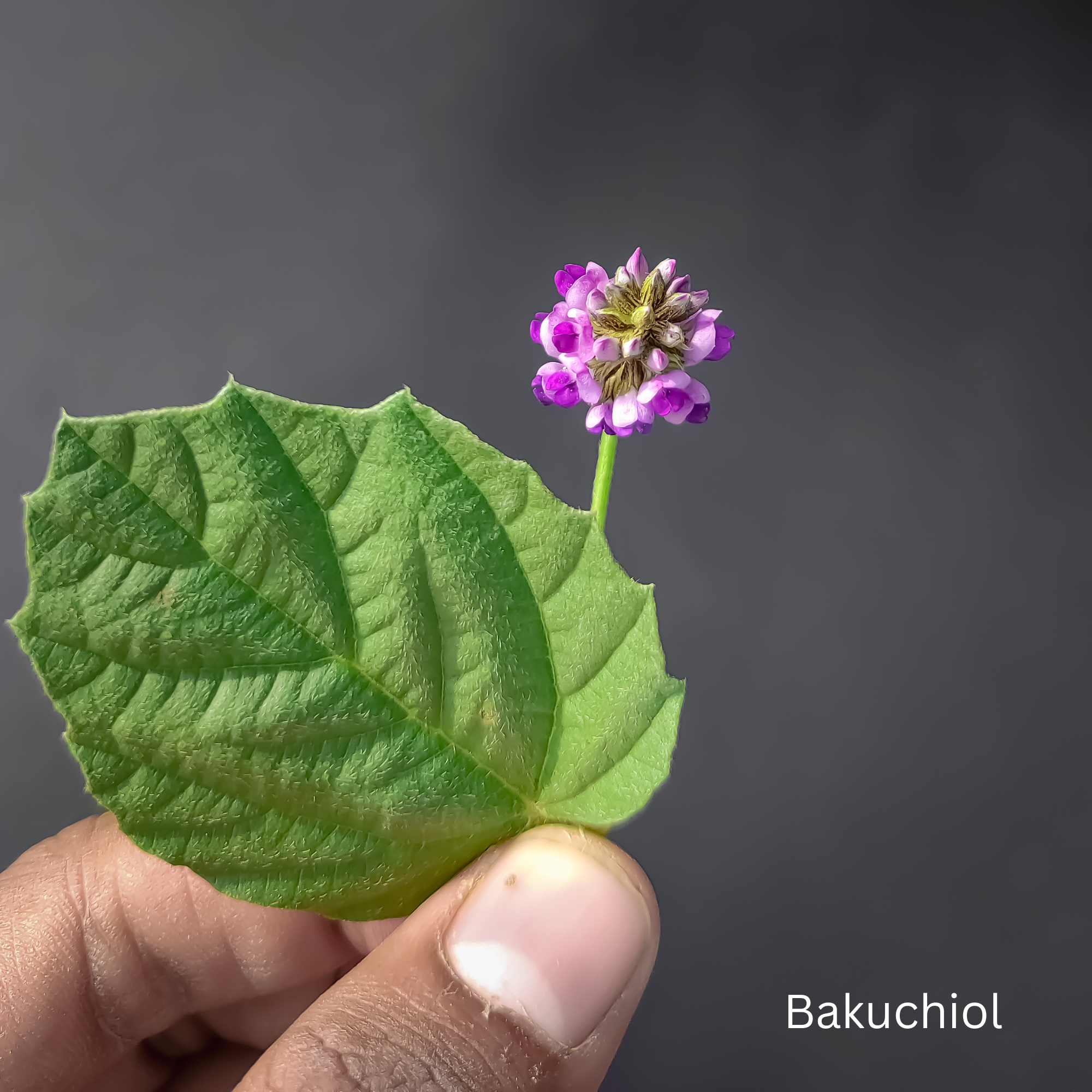 Bakuchiol- Inhaltsstoff in SAYOKO UNIQUE Hautpflege SYNERGETIC MATRIX Augencreme