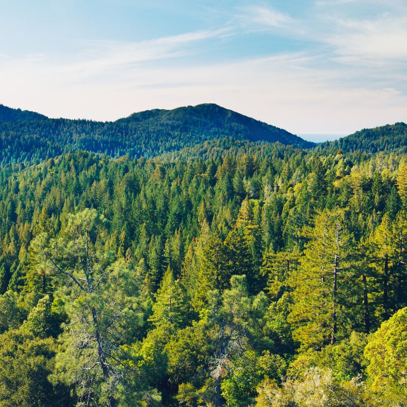 Übersichtsaufnahme eines grünen Waldes, im Hintergrund ein blauer Himmel- Symbolbild für Nachhaltigkeit